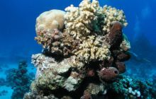 Safari St Johns - Maj 2006