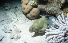 Safari St Johns - Maj 2006