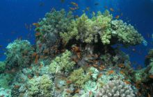 Safari St Johns - Maj 2006