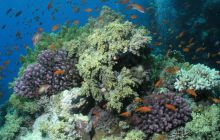 Safari St Johns - Maj 2006