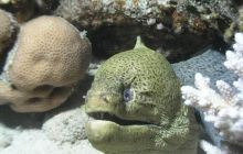 Safari St Johns - Maj 2006