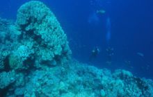 Safari St Johns - Maj 2006