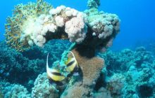 Safari St Johns - Maj 2006