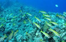 Safari St Johns - Maj 2006