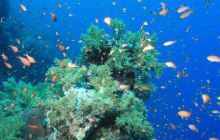 Safari St Johns - Maj 2006