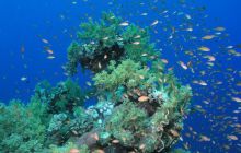 Safari St Johns - Maj 2006