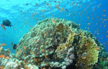 Safari St Johns - Maj 2006