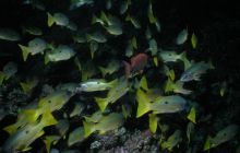 Safari St Johns - Maj 2006