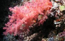 Safari St Johns - Maj 2006