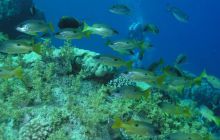 Safari St Johns - Maj 2006