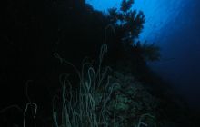 Safari St Johns - Maj 2006