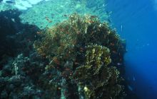 Safari St Johns - Maj 2006