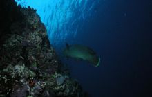 Safari St Johns - Maj 2006