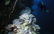 Safari St Johns - Maj 2006