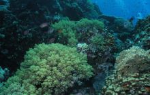 Safari St Johns - Maj 2006