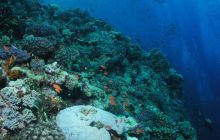 Safari St Johns - Maj 2006