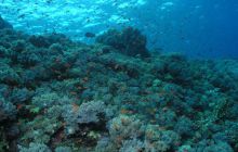 Safari St Johns - Maj 2006