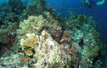 Safari St Johns - Maj 2006