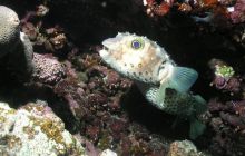 Safari St Johns - Maj 2006