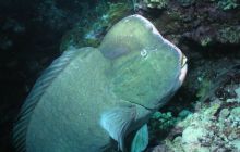 Safari St Johns - Maj 2006