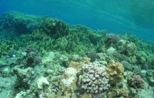 Safari St Johns - Maj 2006