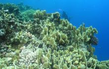 Safari St Johns - Maj 2006