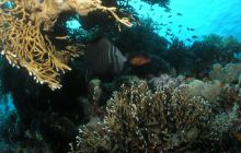 Safari St Johns - Maj 2006