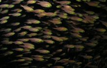 Safari St Johns - Maj 2006