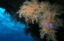 Safari St Johns - Maj 2006