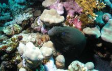 Safari St Johns - Maj 2006