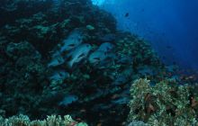 Safari St Johns - Maj 2006