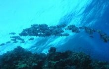 Safari St Johns - Maj 2006