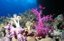 Safari St Johns - Maj 2006