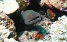 Safari St Johns - Maj 2006