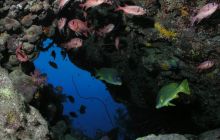 Safari St Johns - Maj 2006