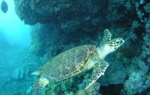 Safari St Johns - Maj 2006