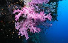 Safari St Johns - Maj 2006