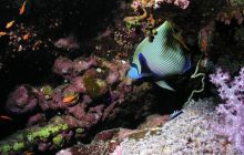 Safari St Johns - Maj 2006