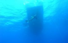 Safari St Johns - Maj 2006