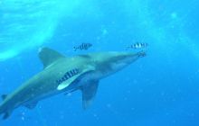 Safari St Johns - Maj 2006