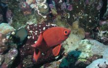 Safari St Johns - Maj 2006