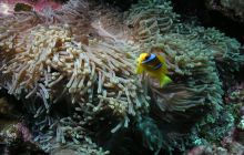 Safari St Johns - Maj 2006