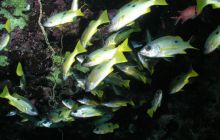 Safari St Johns - Maj 2006