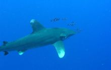 Safari St Johns - Maj 2006