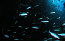 Safari St Johns - Maj 2006