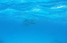 Safari St Johns - Maj 2006