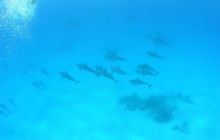 Safari St Johns - Maj 2006