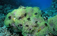 Safari St Johns - Maj 2006