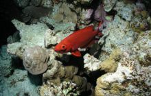 Safari St Johns - Maj 2006