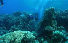 Safari St Johns - Maj 2008